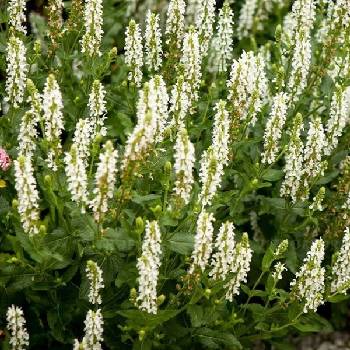 Шалфей Salvia nemorosa ‘Salute White’ 